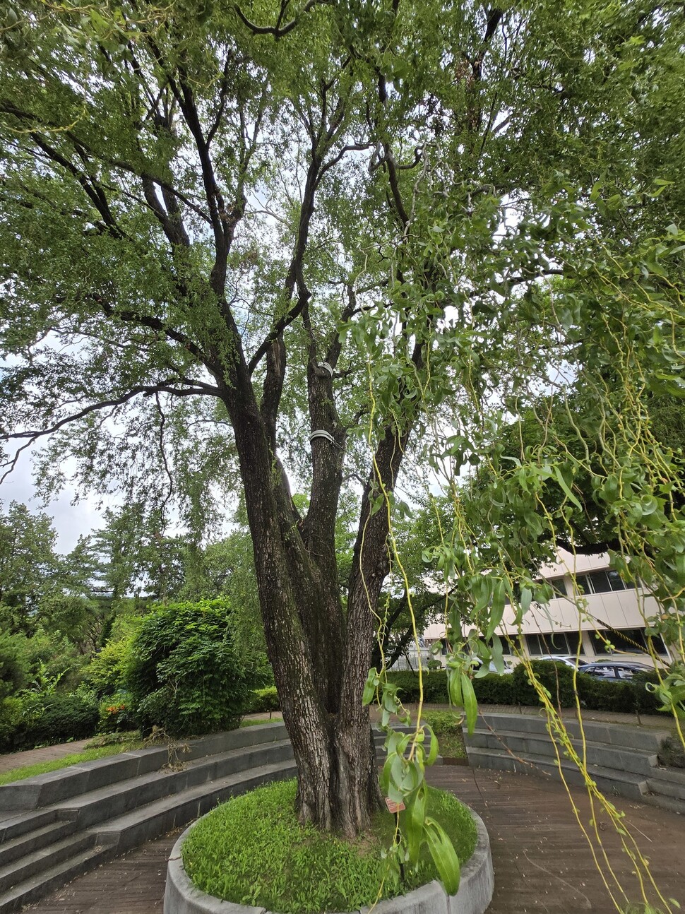 2025년 7월1일 서울 종로구 청와대 여민관 앞 버들광장의 천연기념물 용버들. 김양진 기자