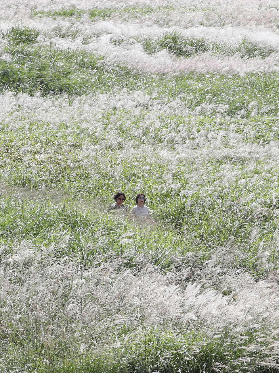 Two people walk through a field of silvergrass at Seoul’s Haneul Park on Sept. 20. (Shin So-young/The Hankyoreh)