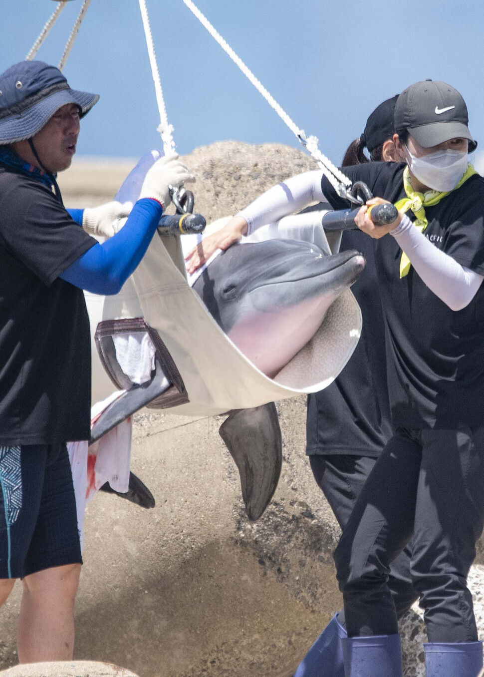 남방큰돌고래 비봉이가 2022년 8월4일 제주 서귀포시 대정읍 앞바다에 설치된 가두리 훈련장으로 옮겨지고 있다. 연합뉴스