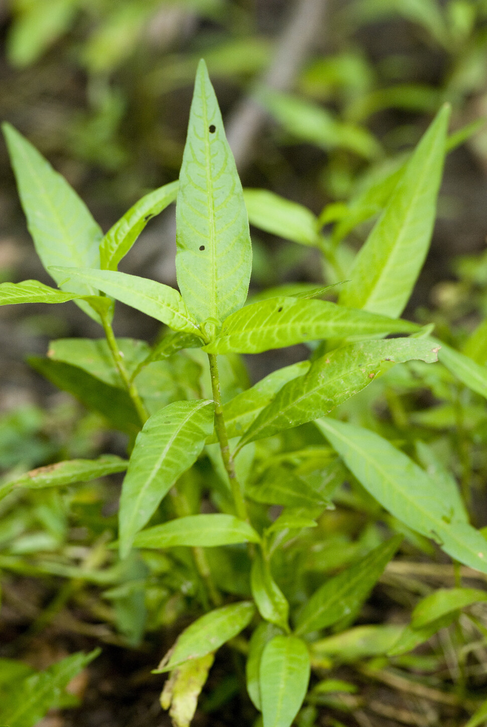 여뀌는 쪽과 같은 혈통의 자매 식물로 생김새가 닮았다. 쪽과 달리 잎이 가늘고 긴 편이다. 생채로 먹으면 톡 쏘는 신맛이 있다. 옹근 풀과 씨앗을 말려 빻으면 후추 대용으로 쓸 수 있고 주로 물가 주변에 살기 때문에 영어 이름은 ‘물후추’(water pepper)다. 출처 세계생물다양성정보기구