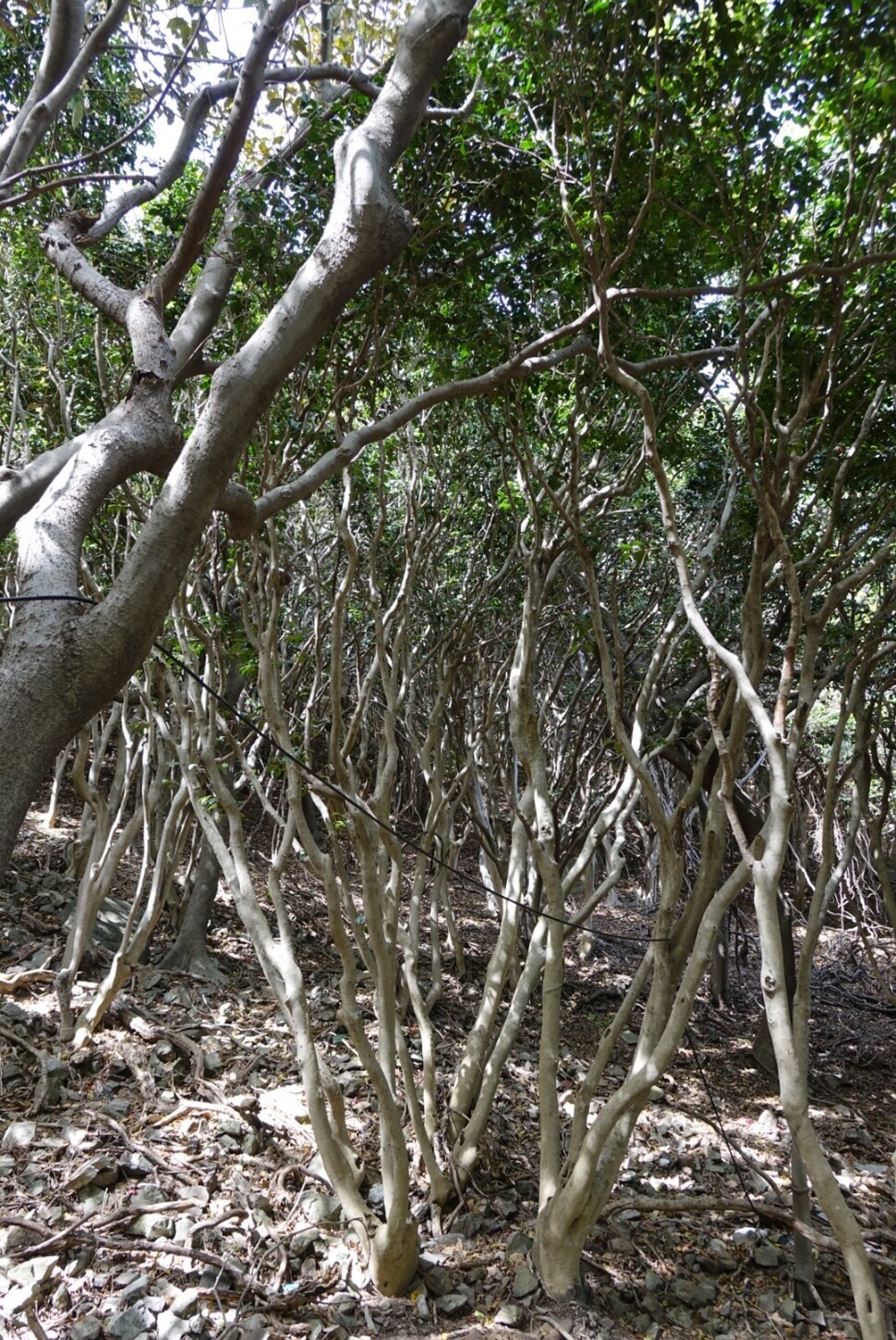 가덕도에 자연적으로 형성된 동백나무숲. 김양진 기자