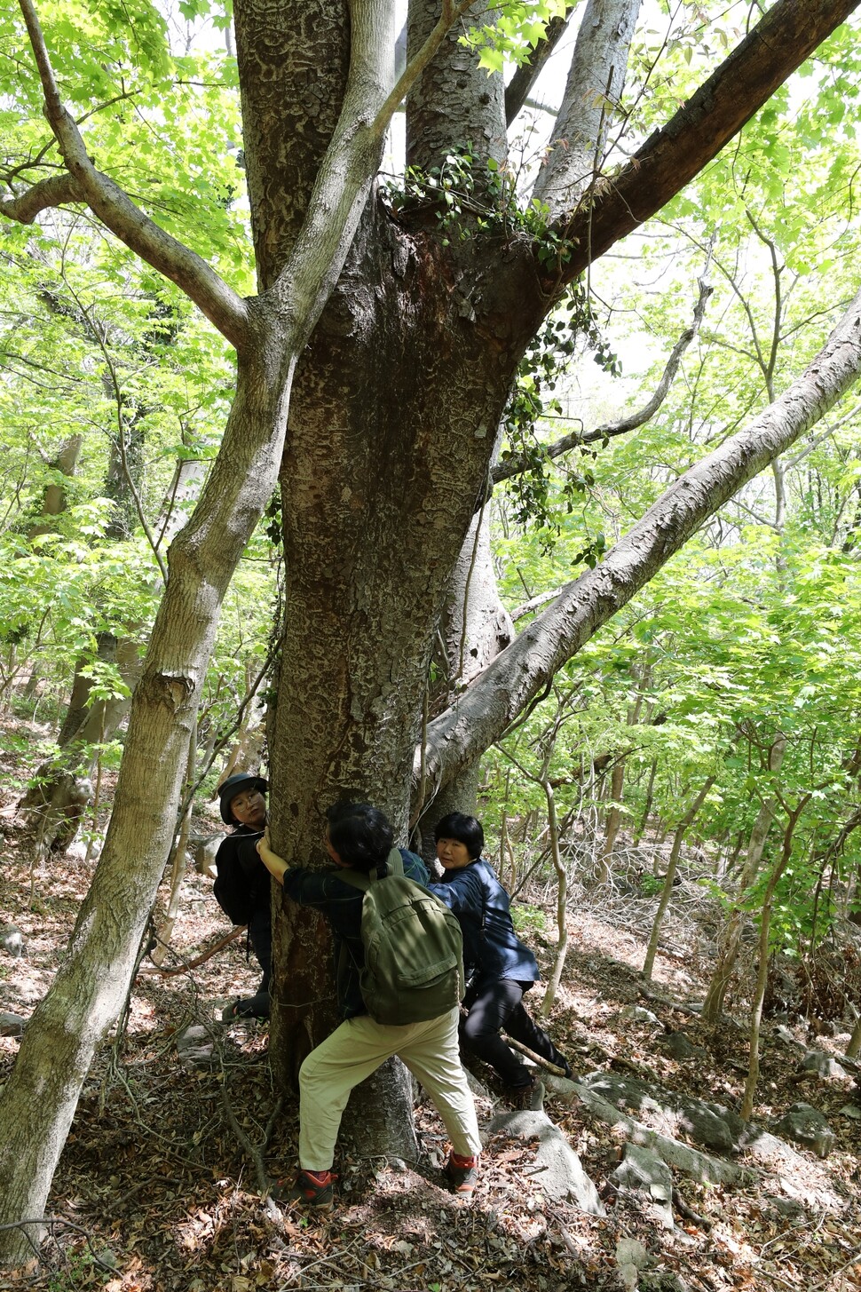 국수봉 남동쪽에 있는 느티나무. 성인 여성 3명이 안을 수 없을 만큼 굵다.