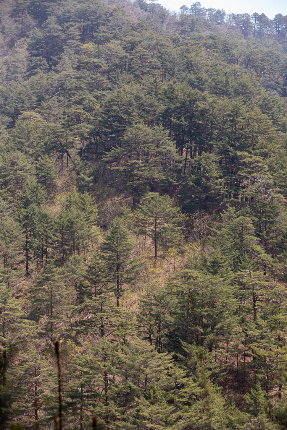 소광리 금강소나무 숲.