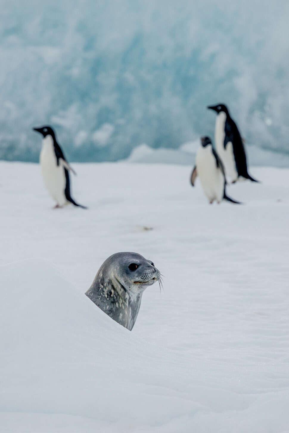 A Weddell seal and Adelie penguins (courtesy Greenpeace)