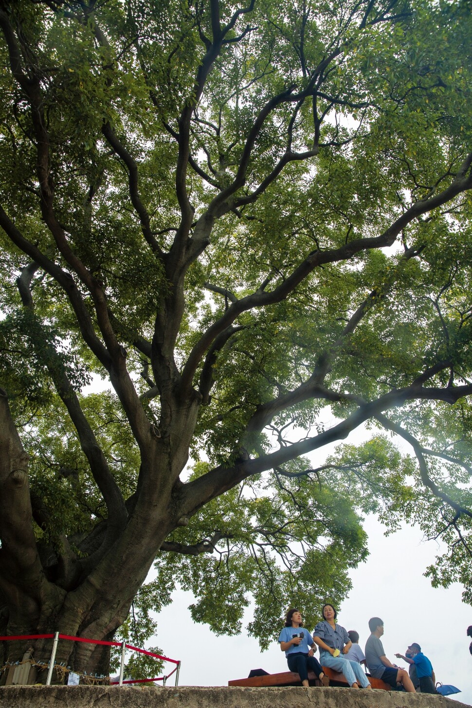 경남 창원시에 있는 ‘우영우 팽나무’. 김진수 선임기자