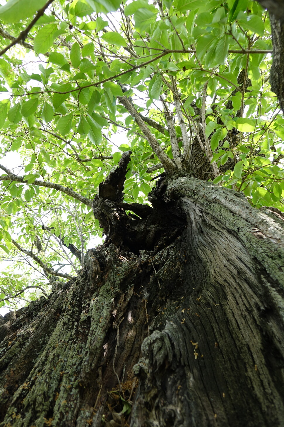 모정마을 ‘벼락 맞은 이팝나무’의 반파된 줄기 단면. 김양진 기자