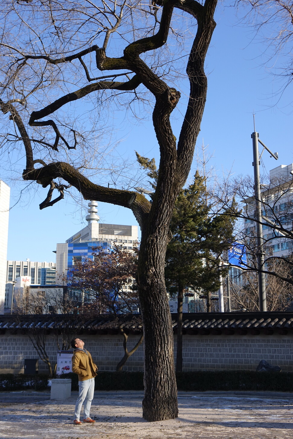2024년 1월15일 신민재 건축가가 서울 종로구 사직단의 비술나무를 쳐다보고 있다.