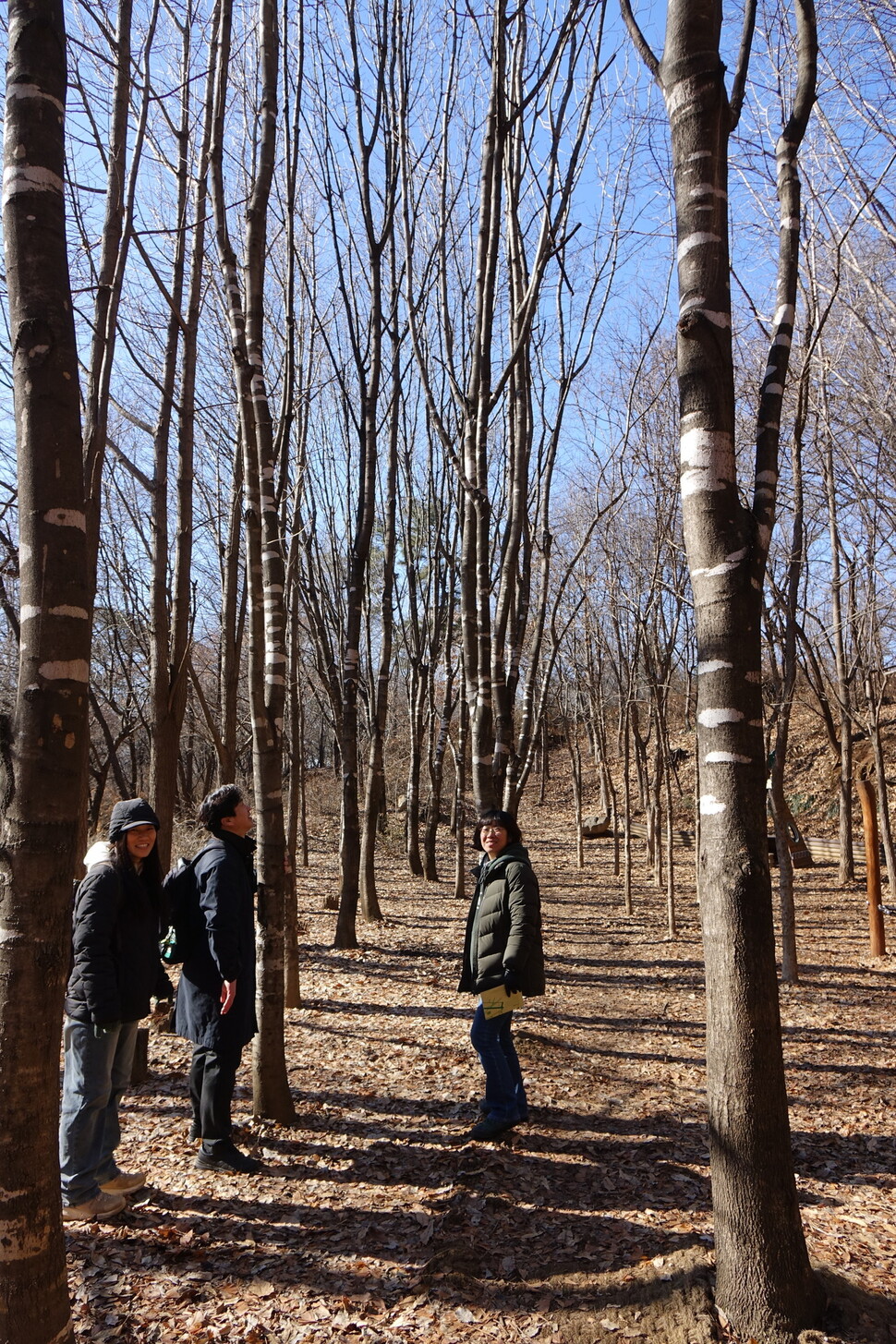 2024년 1월15일 ‘궁산 나무지도’를 발행한 김선애 ‘숲인성교육센터’ 대표(왼쪽)와 조혜진 ‘나무곁에 서서’ 책방 대표(오른쪽)가 서울 강서구 가양동에 자리한 궁산의 물푸레나무 구간을 살펴보고 있다. 가운데는 최진우 서울환경연합 전문위원.
