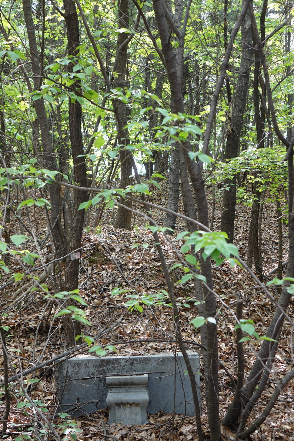2024년 4월19일 경기 고양시 일산동구 산황산 숲의 무연고 묘터. 10∼30년 된 참나무들과 산벚나무들이 자라고 있다. 김양진 기자