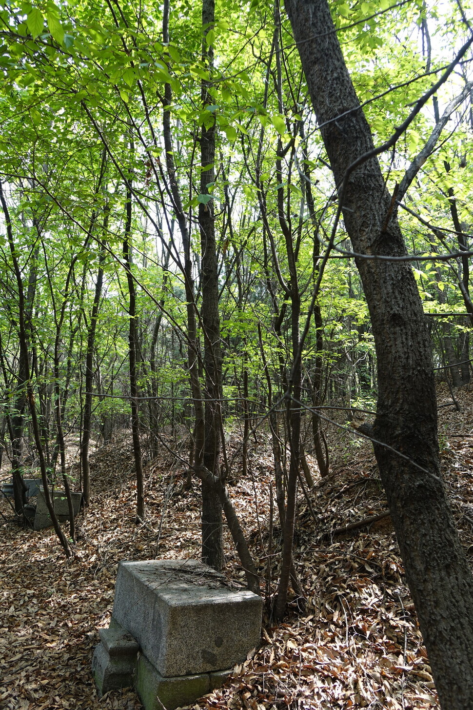 2024년 4월19일 경기 고양시 일산동구 산황산 숲의 무연고 묘터. 10∼30년 된 참나무들과 산벚나무들이 자라고 있다. 김양진 기자