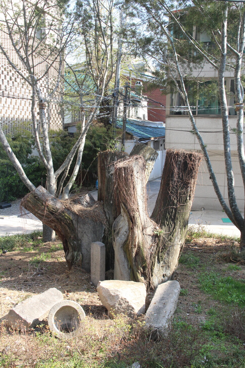 조선 후기 영조 이금은 젊은 시절 서울 서촌의 창의궁에 살면서 여러 편의 시를 남겼다. 창의궁에 있던 커다란 백송의 밑동. 김규원 선임기자