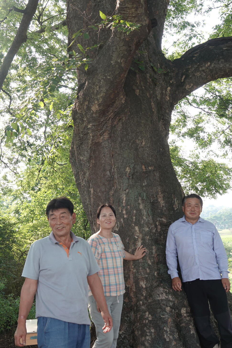 2025년 7월24일 전북 정읍시 옹동면 일리마을 수호목 앞에서 옹동면환경연대 사람들이 섰다. 왼쪽부터 1990년대 초 옹동면 농민회장을 지낸 고영규씨, 엄성자 기획실장, 한윤희 사무국장(일리마을 이장). 이런 고목나무가 옹동면 33개 마을마다 굳건하게 서 있다. 김양진 기자