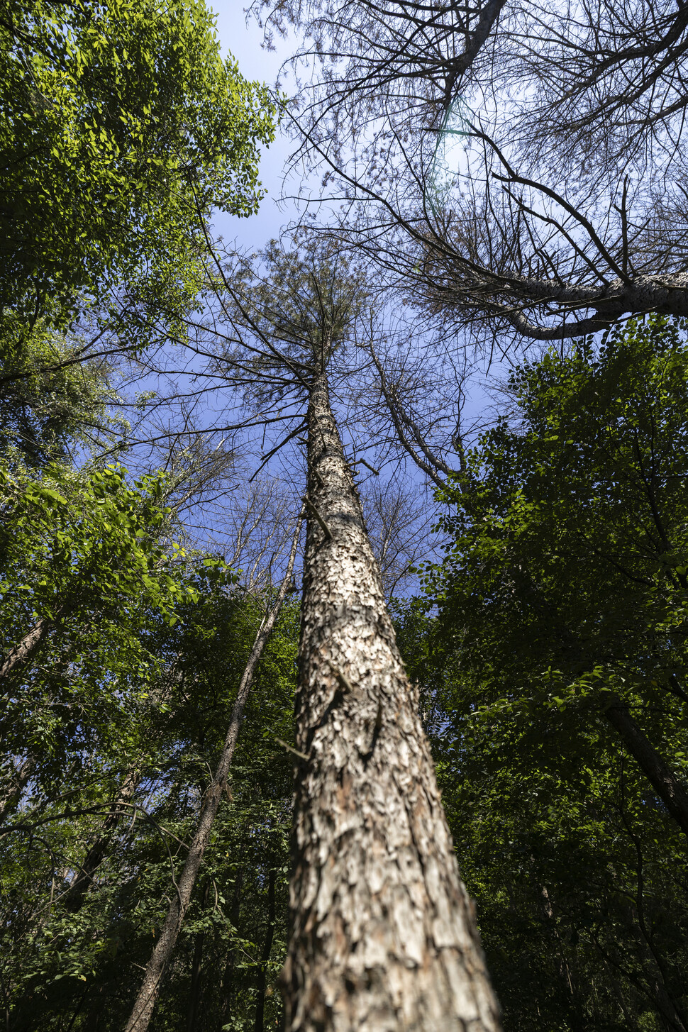 하늘을 향해 곧게 뻗었지만 이미 생명을 잃은 잣나무. 나무 밑동은 아직 살아 있는 듯 보이나, 잎이 모두 갈색으로 변하고 가지는 앙상하게 말라붙었다. 숲 속에서 죽어가는 나무의 비극적인 단면이다.