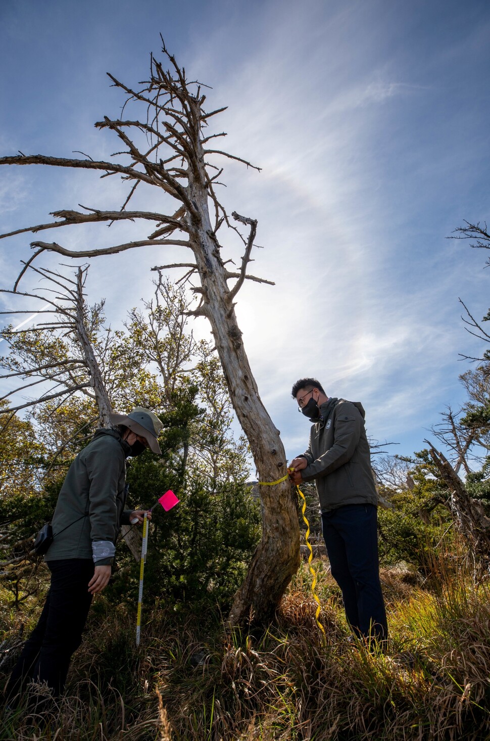 국립백두대간수목원 연구팀이 고사한 구상나무의 가슴높이지름과 어린나무의 키를 재고 있다.