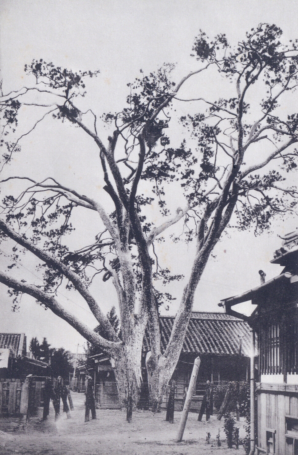 서울 종로구 통의동 백송은 영조의 사저인 창의궁 안에 있던 나무였다. 1926년 창의궁이 일제의 동양척식주식회사 사택으로 바뀐 뒤 백송.