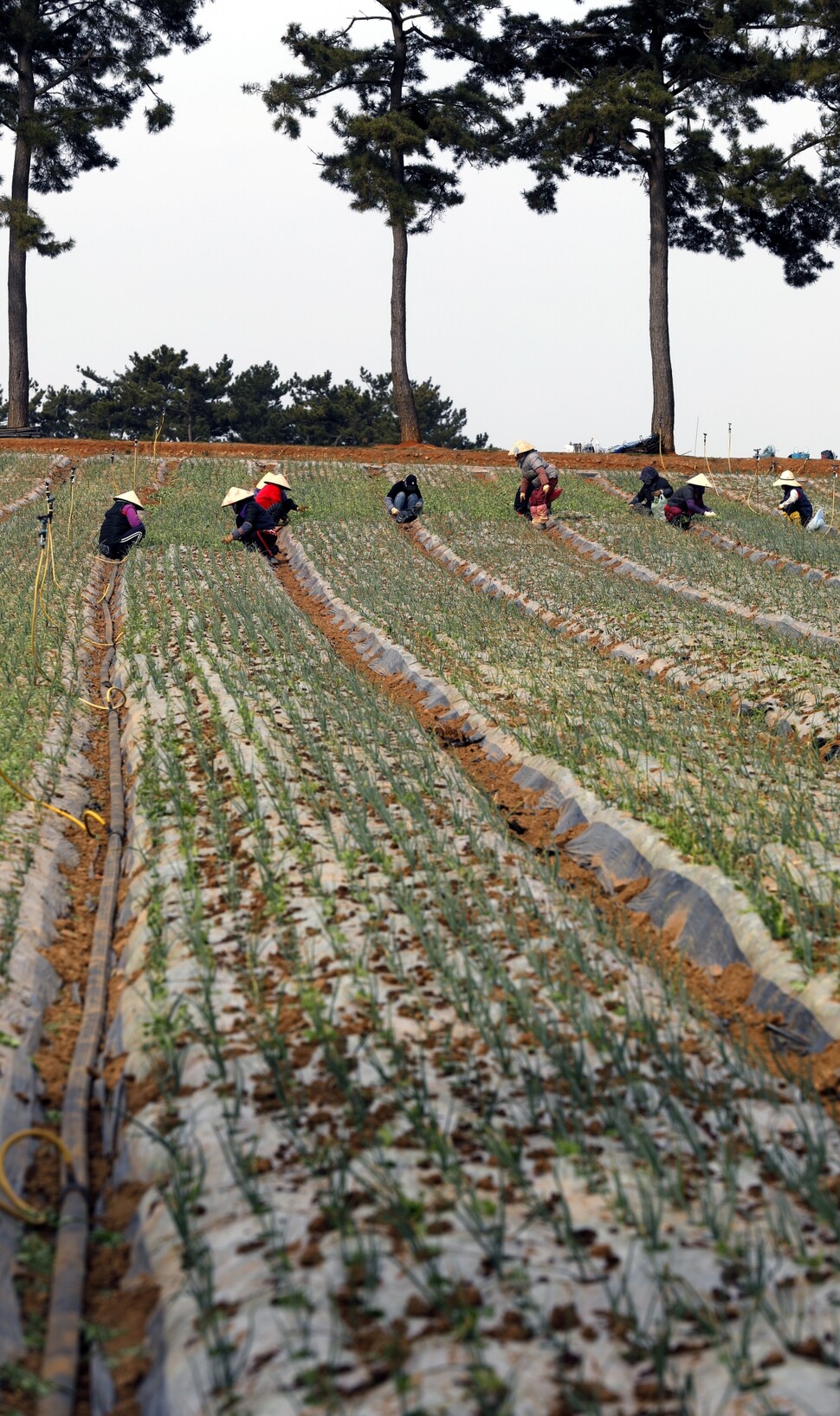 고깔 모양의 베트남 전통 모자 ‘논라’를 쓴 이주노동자들이 충남 태안 남면 양파밭에서 일하고 있다.