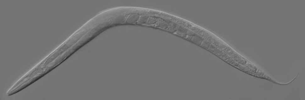 예쁜꼬마선충은 생물학에서 모델생물로 널리 쓰인다. 길이 1㎜로 투명하다. 위키미디어 코먼스 제공.