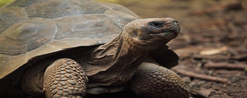 누구나 늙고 죽는다?…‘노화의 숙명’ 피해가는 장수 거북