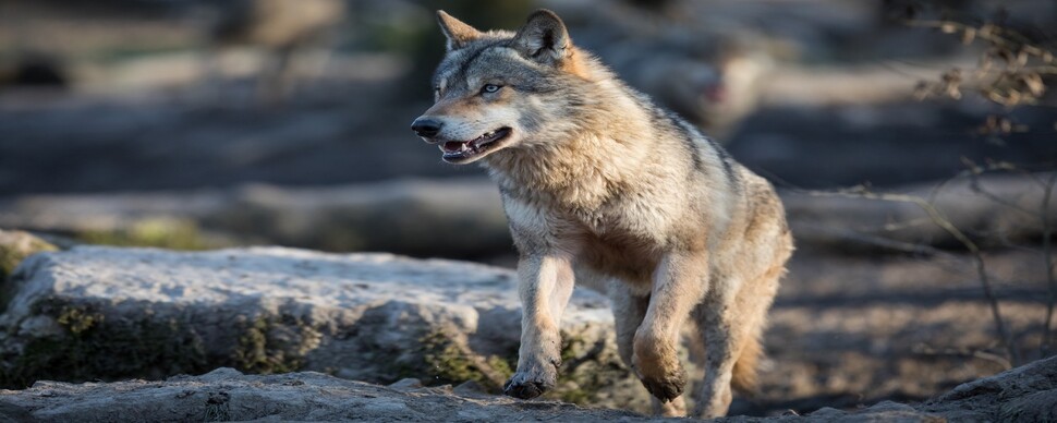 늑대의 놀라운 이동 능력, 빙하기 버텨낸 생존 비결이었다