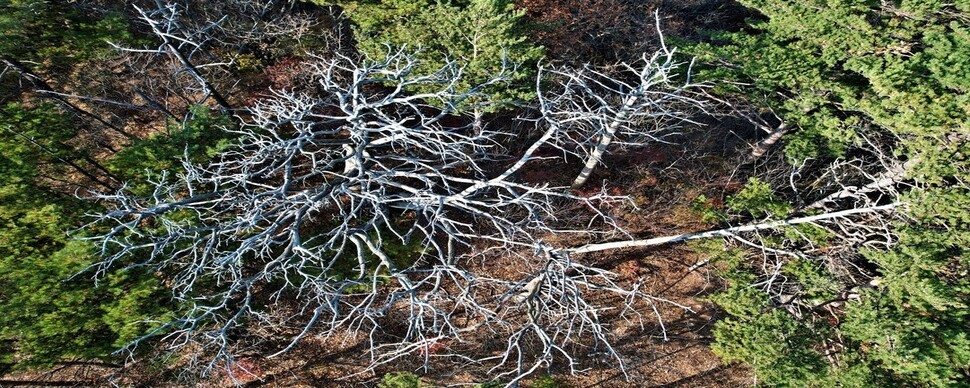 옛말 돼가는 사계절 푸른 소나무…‘기후 스트레스’로 말라죽어