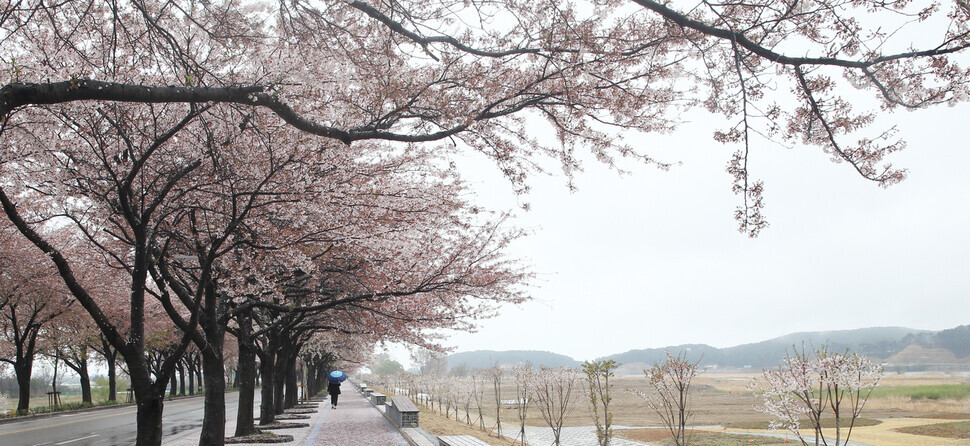 The cherry-blossom-lined path along Namdae Stream is the ideal spot for a stroll. (Park Mee-hyang/The Hankyoreh)