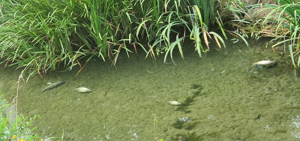 Around 400 crucian carp and other fish were found dead on July 24 at Jangji Stream in Seoul’s Songpa District. The water temperature at the time was 31.8°C (89 degrees Fahrenheit). (provided by the Seoul metropolitan government)