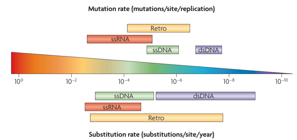각 바이러스 종류별로 돌연변이율(Mutation rate)과 치환율(Substitution rate)을 비교한 그래프. 이중나선 DNA 바이러스(dsDNA), 단일나선 DNA 바이러스(ssDNA), 단일나선 RNA 바이러스(ssRNA), 레트로바이러스(Retro) 등에 따라 차이가 난다. 그래프에서 왼쪽으로 갈수록 돌연변이율이 높다. (그래프 출처 : 논문(doi: 10.1038/nrg2323)) 돌연변이율은 자연적 돌연변이가 발생하는 비율이고, 치환율은 생존 계보에 유전적 변화가 축적되는 비율이다. 이 글에서 서술한 ASFV의 돌연변이율은 정확히 말하면 치환율이다. 돌연변이율과 치환율에 대한 보다 자세한 설명은 논문(doi: 10.1038/nrg3564)에서 확인할 수 있다.