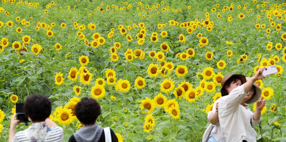 People stop to take photos with sunflowers at the Taebaek Sunflower Festival in Guwau Village, Gangwon Province, on July 24. (Kim Jung-hyo/The Hankyoreh)