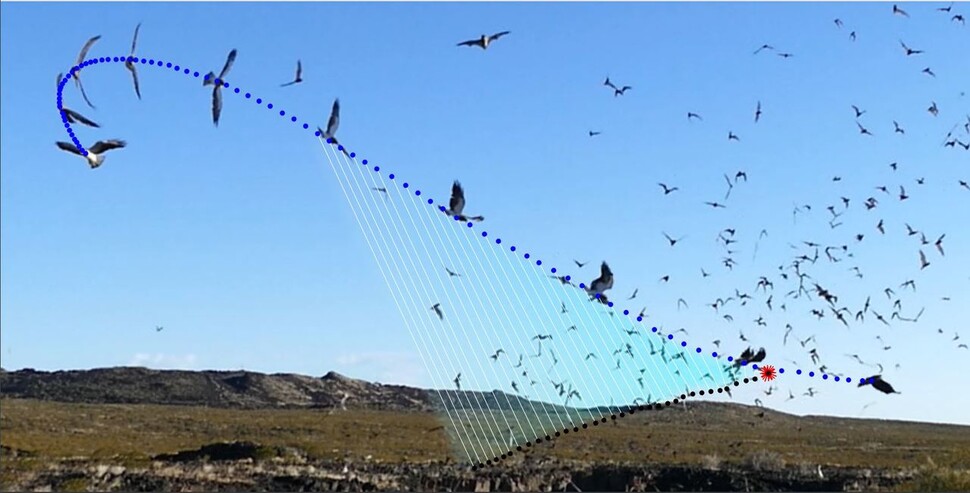 말똥가리(푸른 점)와 포획된 박쥐(검은 점)의 비행 궤적. 0.02초 간격으로 촬영한 말똥가리와 박쥐를 잇는 선이 평행인 것은 중간에 혼란을 겪지 않고 일정한 방향을 유지했음을 보여준다. 캐롤린 브라이턴 제공.