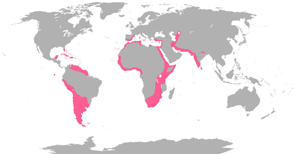 Map showing the range of the Flamingo