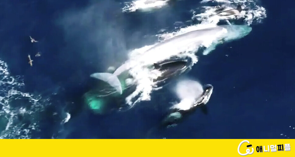 ‘추격, 물어뜯기, 익사시키기’…범고래, 지구 최대 대왕고래 사냥 첫 확인