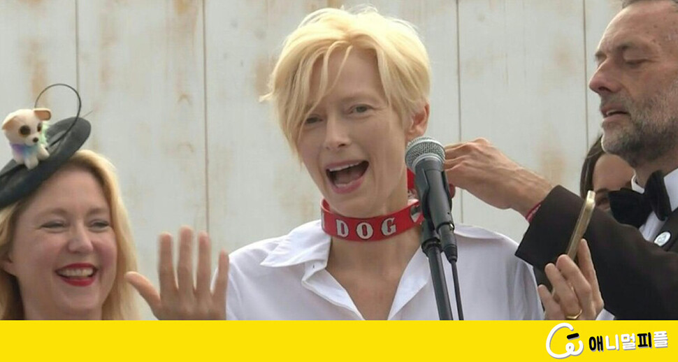 집사 닮아 명배우? 칸 ‘강아지 황금종려상’, 틸다 스윈튼 반려견 품에 - 뉴스 썸네일 이미지