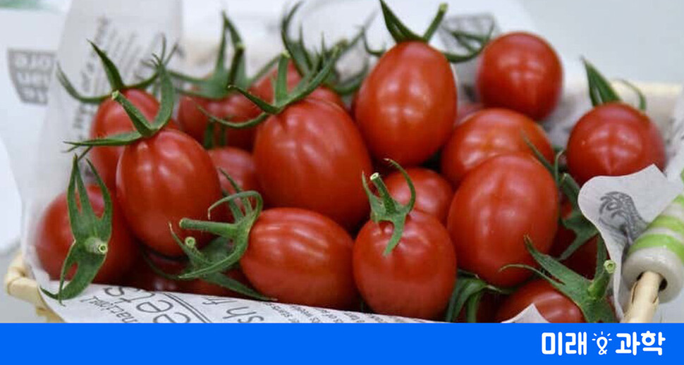 "지엠오와 다르다" 일본서 유전자편집 토마토, 세계 첫 시판 : 과학 : 미래&과학 : 뉴스 : 한겨레 - Vimarsana News