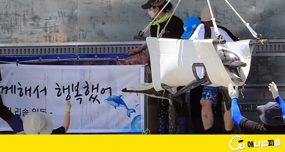 [단독] 남방큰돌고래 ‘비봉이’ 야생방사 실패시 ‘회수비용’, 합의 안됐다