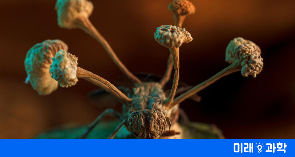 ‘좀비 곰팡이’ 사진 찍혔다…버섯 모양으로 감염된 파리