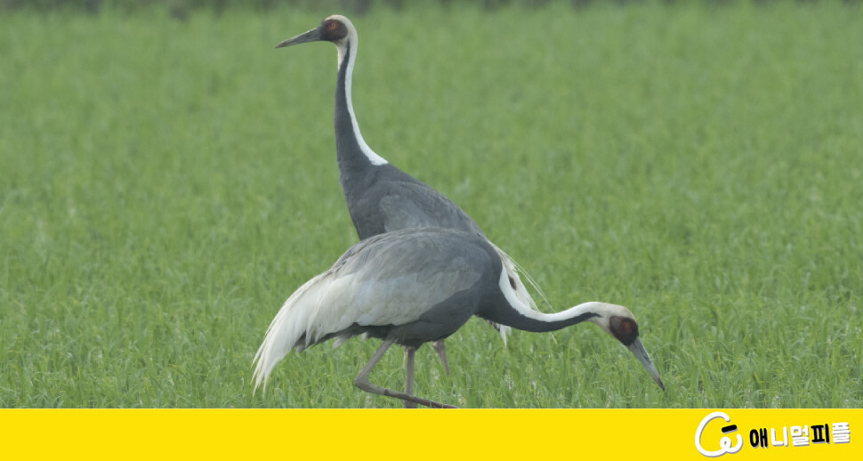 First Discovery of White-naped Crane Couple Spending Summer in Korea: Yoon Soon-young’s Nature Observation Diary