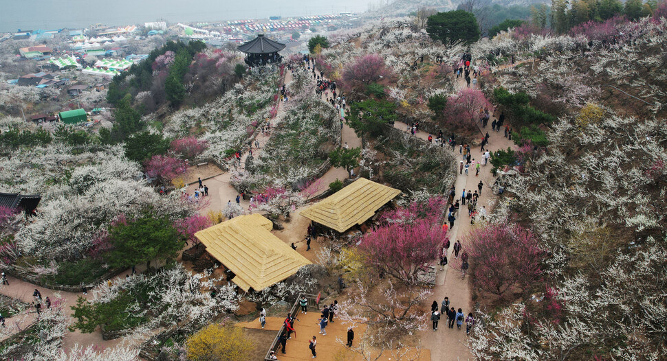 매화엔딩_광양매화축제: 아쉬웠지만 좋았던 점 6가지!