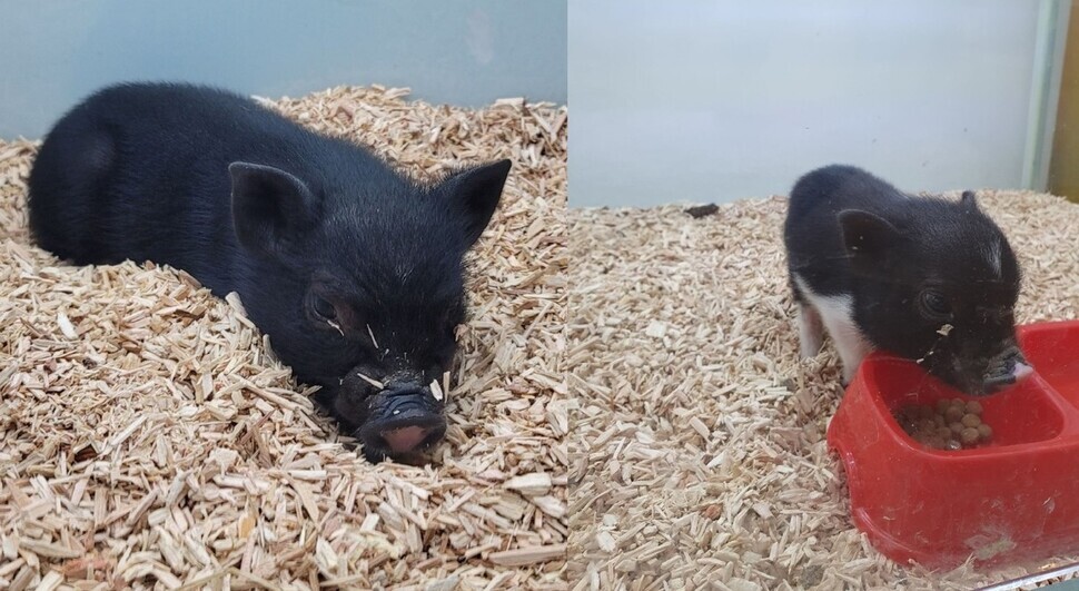 A committee opposed to the construction of a mosque in Daegu announced on April 25 that they would be raising two miniature pigs outside the construction site. (courtesy of a resident of the Daehyeon neighborhood)