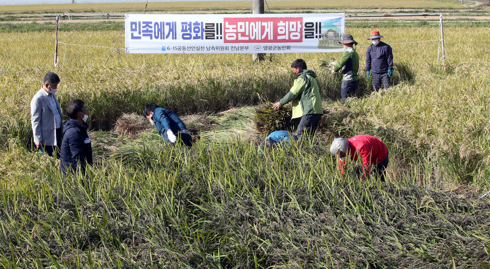 농민들과 행사 참가자들이 21일 오후 전남 영광군 대마면 통일쌀 경작지에서 벼베기를 하고 있다. 영광/박종식 기자