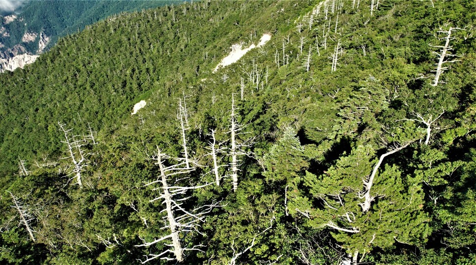 설악산 대청봉 일대 분비나무 군락이 대부분 고사목으로 변해 중청대피소에서도 보일 정도다.
