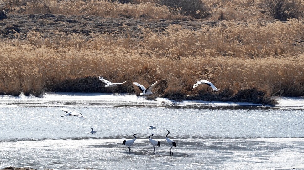 The majority of the world’s cranes spend their winters in Cheorwon Country