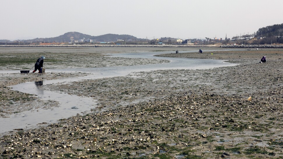 전남 신안군 압해도 개펄에서 주민들이 굴을 채취하고 있다.