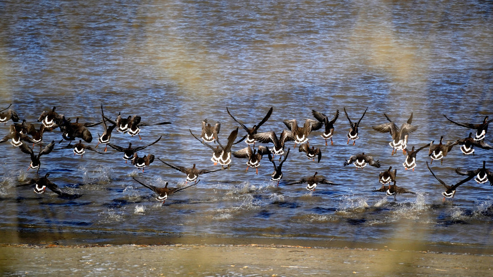 Swan geese, an endangered species, flock along the Han River estuary.