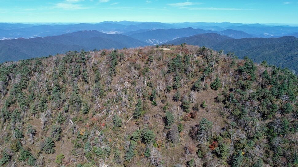 해발 1732m 높이의 지리산 반야봉 일대에 한국 특산종인 구상나무와 가문비나무가 집단으로 말라 죽어가고 있다.