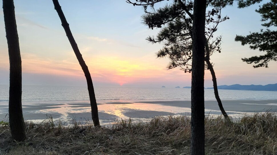 우전해수욕장 옆 한반도해송숲에서 해가 소나무에 걸쳐 지고 있다.