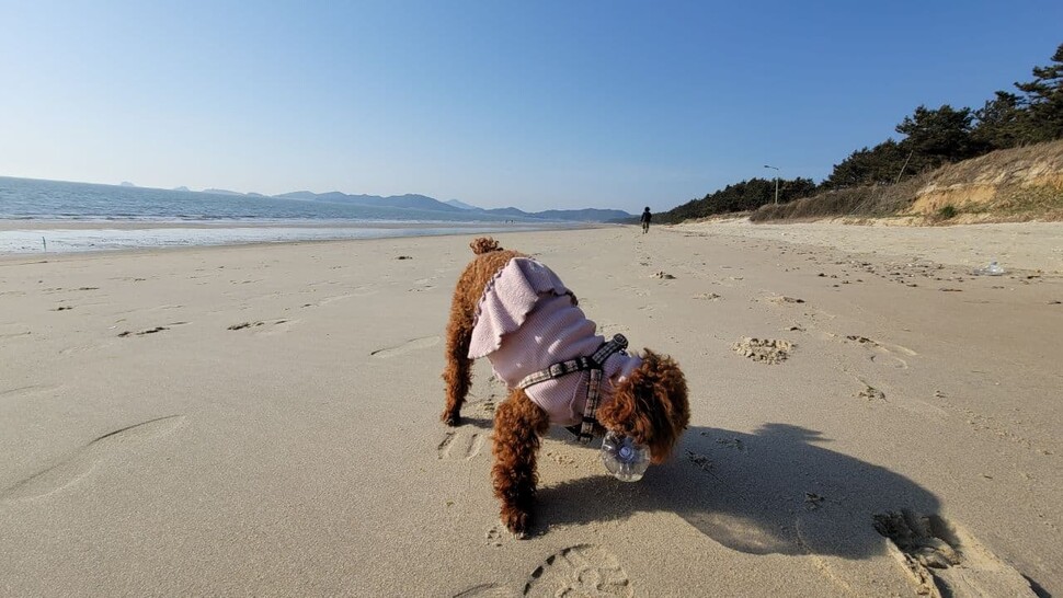 강아지도 우전해변에서 페트병을 주웠다.