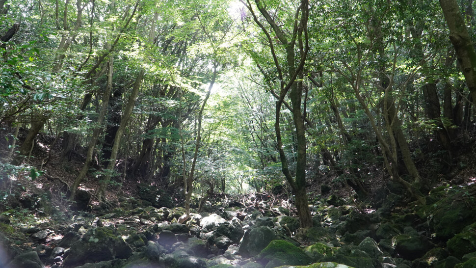 마흐니숲길. 제주관광공사 제공