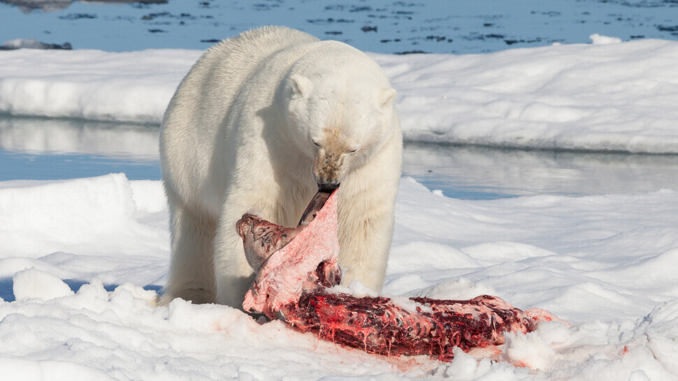 A polar bear feeds on a bearded seal. (Wikimedia Commons)