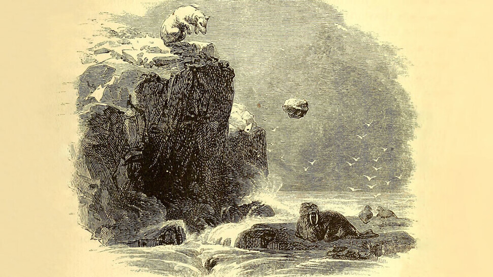 An engraving of a polar bear hurling a rock at a walrus from Charles Francis Hall's 1865 book Arctic researches and life among the Esquimaux.