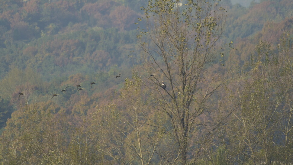 미루나무 꼭대기에서 사냥감을 살피는 참수리. 사냥을 위해 반나절 내내 기다리는 날도 종종 있다.
